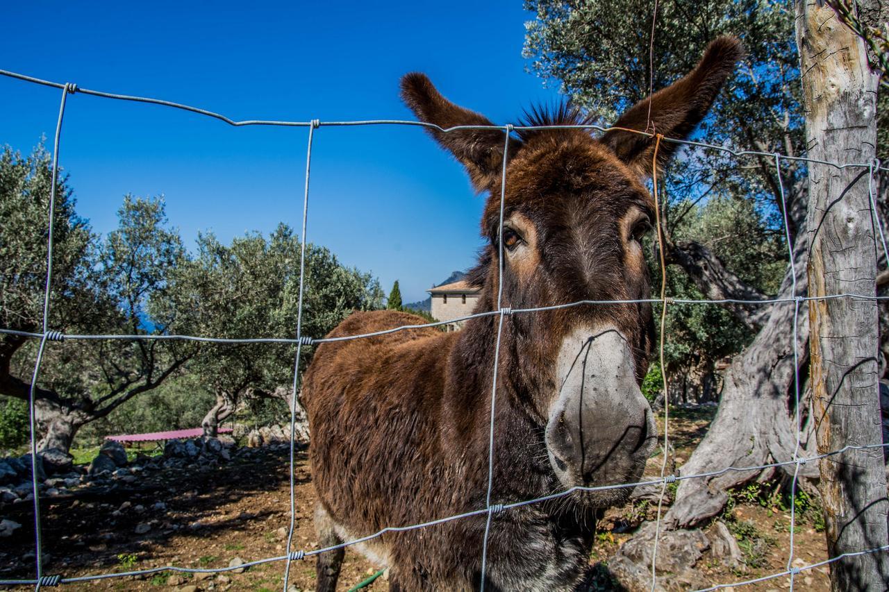 Auberge de jeunesse Hostel Soller *